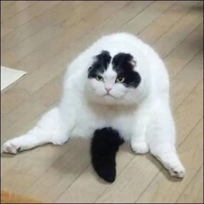 Quelle est ta nourriture préférée ?