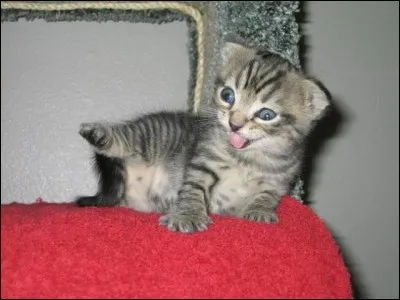 Quand j'étais petit, j'étais...