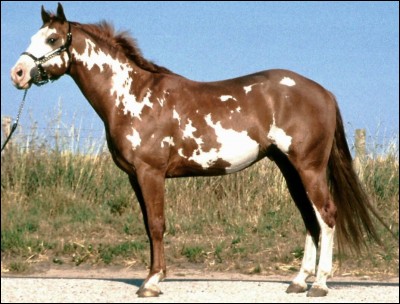 Comment s'appelle le pelage du cheval ?
