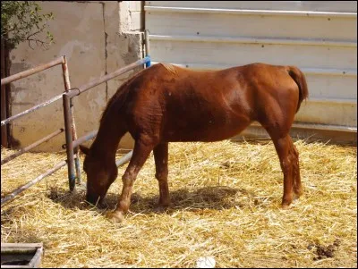 Qu'est-ce qui n'est pas bon pour le cheval ?