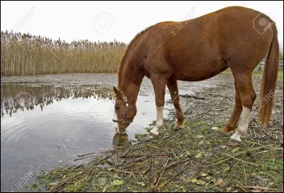 Quelle quantité d'eau un cheval boit-il en une journée ?