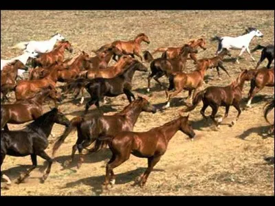 Chez les mustangs, qui dirige le troupeau ?