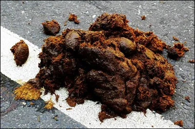 Ton cheval a mis du crottin et tu dois le nettoyer.