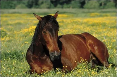 Ton cheval est malade et tu ne pourras pas le monter pendant quelques semaines.