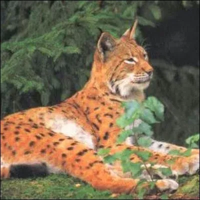 Quel est le nom de ce félin ?