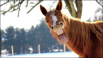 Quelle est ta définition de l'amitié ?