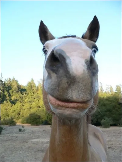 Quelle est la mort la plus noble pour toi ?