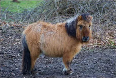 Que préfères-tu manger ?