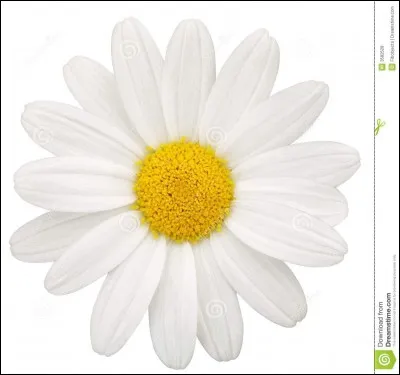 Quelle est cette fleur ?