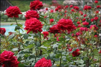 Quelle est cette plante ?