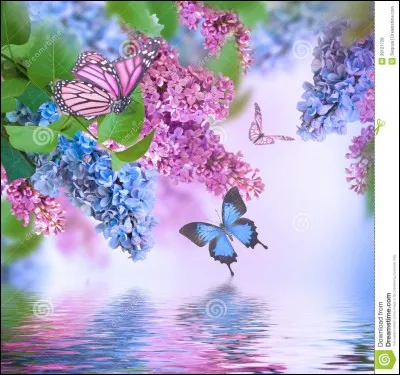 Quelle est cette fleur ?