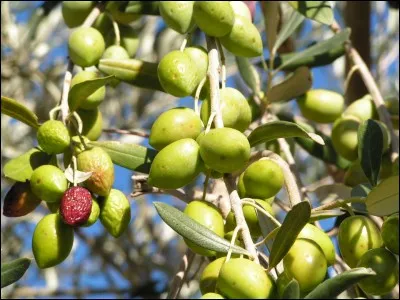 Quelle est cette plante ?