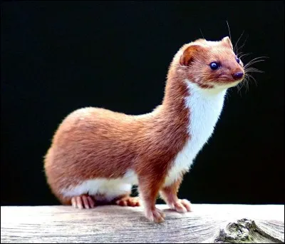 J'entends le loup, le renard et :