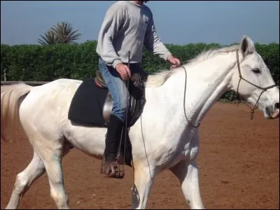 Existe-t-il des concours d'éthologie ?