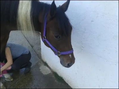 Quelle est la race de ce cheval ?