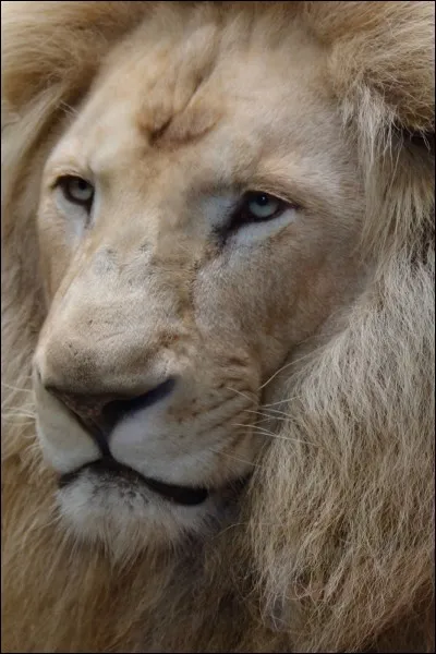 Comment s'appellent le lion blanc et sa lionne ?