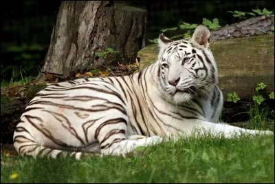 Comment s'appelait l'ancien tigre blanc ?