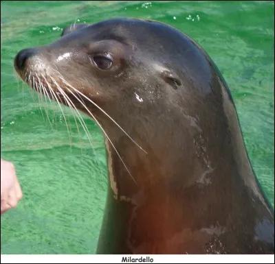 Comment se nomme l'otarie dominante ?