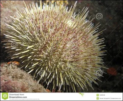 Je vis dans la mer et je pique quand on me marche dessus. Qui suis-je ?
