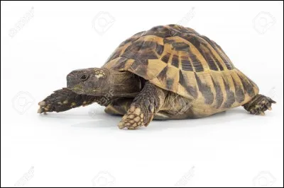 Où peut-on acheter une tortue de terre ?