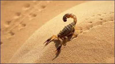 Le scorpion fait partie de la famille des insectes.