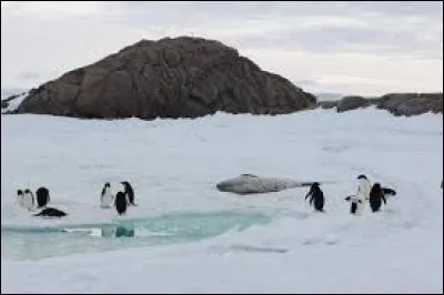 Où se trouve l'île du Scorpion qui appartient à la France ?