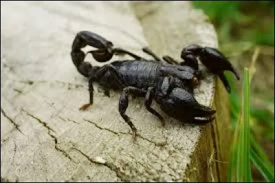 Quelle est la durée de vie d'un scorpion ?