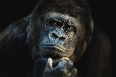 Non ce n'est pas le penseur de Rodin, allez-vous l'identifier ?