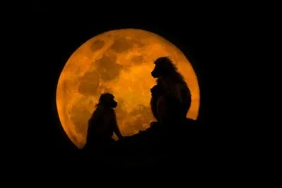 Découvrez l'identité des primates !