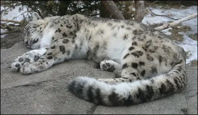 Dans lequel de ces trois pays pouvez-vous apercevoir (avec beaucoup de chance) le félin de la photo ?