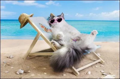 Que fais-tu pendant les vacances ?