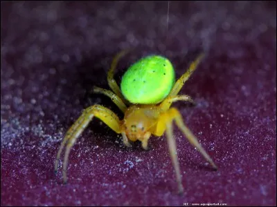 Comment r&eacute;agis-tu quand tu te retrouves devant ta pire crainte, un animal sauvage ?
