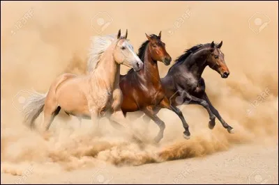 Vrai ou faux ? 
Le cheval peut galoper arrière.