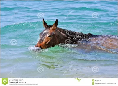 J'ai marqué 3 disciplines équestres. Il n'y en a qu'une qui est bonne. Laquelle ?