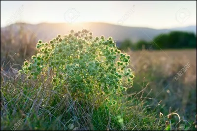 Coeur d'Epine a une belle compagne ; comment s'appelle-t-elle ?