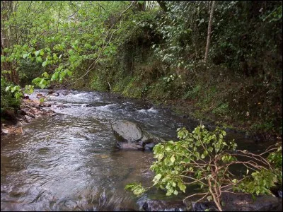 Qui était le compagnon d'Etoile du Léopard ?