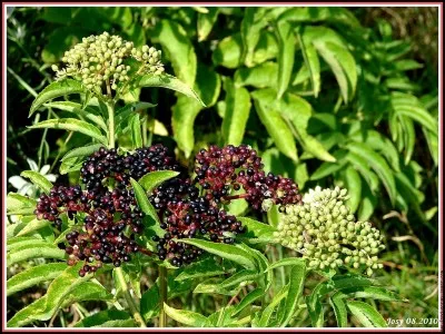 Combien Truffe de Sureau a-t-il eu de compagnes ?