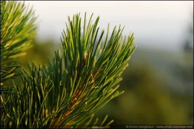 Qui est le compagnon de Pelage d'Or ?