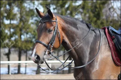 Pour monter à cheval,que met-on sur la tête du cheval ?