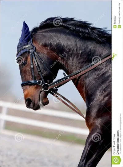 Lorsque le cheval met ses oreilles vers l'arrière, cela signifie ...