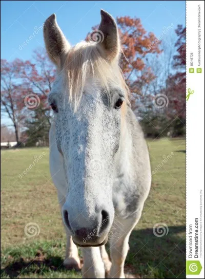 Lorsque le cheval met ses oreilles bien dressées, cela signifie ...