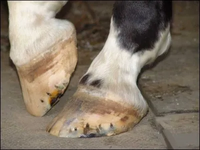 On dit que les chevaux ont ...