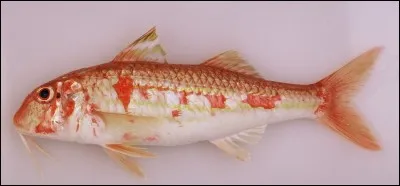 Quel est ce poisson ?