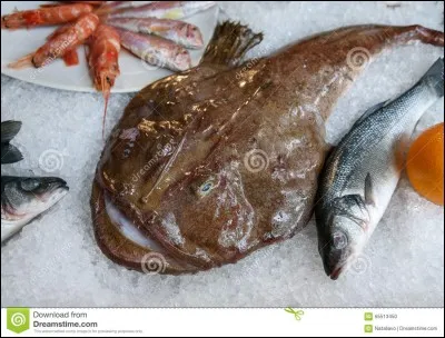 Ce poisson est ...