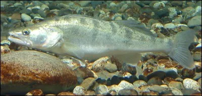 Quel est ce poisson ?