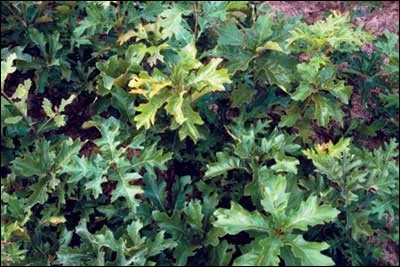 Comment appelle-t-on l'espèce de chêne dont l'écorce sert à teindre en jaune ?