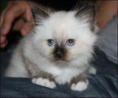 De quelle race est le chaton de la photo ?