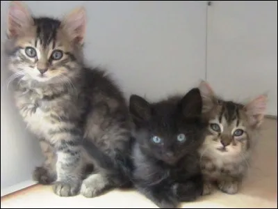 De quelle race sont les chatons de la photo ?