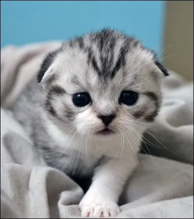 De quelle race est le chaton de la photo ?
