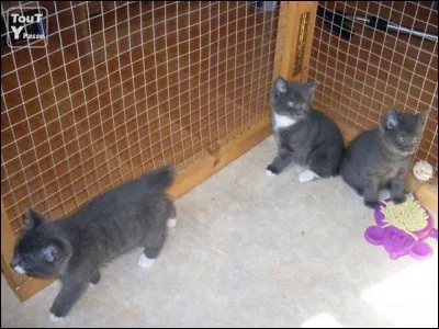De quelle race sont les chatons de la photo ?